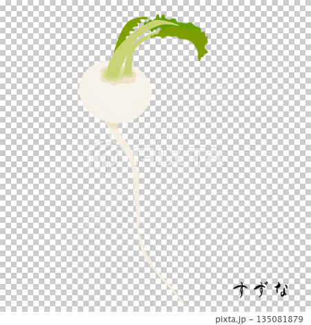 春の七草のすずなのイラスト 春の七草のすずなのイラスト 135081879
