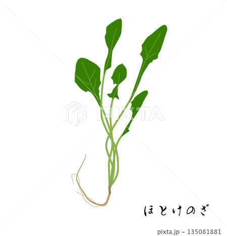 春の七草のほとけのざのイラスト 135081881