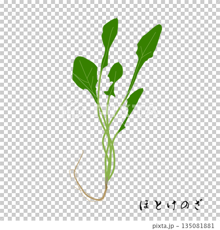 春の七草のほとけのざのイラスト 135081881