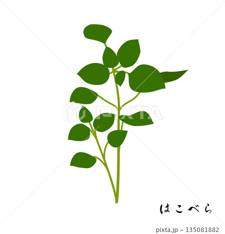 春の七草のはこべらのイラスト 春の七草のはこべらのイラスト 135081882