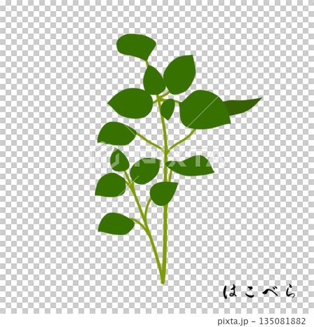 春の七草のはこべらのイラスト 春の七草のはこべらのイラスト 135081882