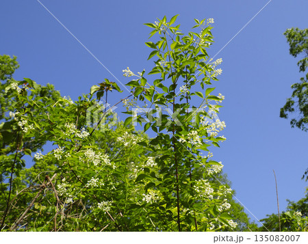 青空に映えるミツバウツギの白い花 135082007