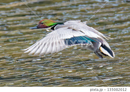 飛ぶヨシガモの雄 135082012