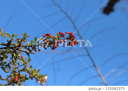 冬の快晴の日に公園に実るピラカンサの実 135082375