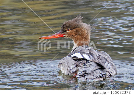赤い嘴のウミアイサ 135082378