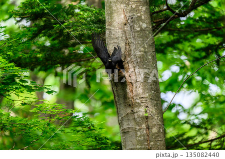 子育て中のクマゲラ 135082440