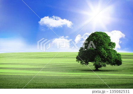 Broadleaf tree is standing on green meadow under bright sun with fluffy clouds, flat design 135082531