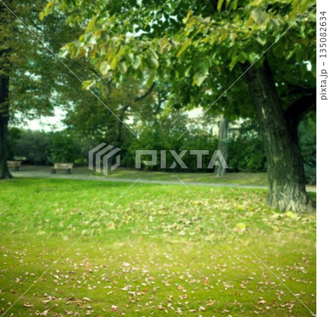 Large deciduous tree trunk is framing public park scene with wooden benches, paved walking path 135082634