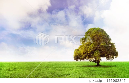 Lone leafy tree is standing on grassy plain under bright cloudy sky in flat design 135082845