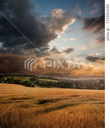 Golden wheat field swaying under looming storm clouds and breaking sunlit clouds over rolling hills Golden wheat field swaying under looming storm clouds and breaking sunlit clouds over rolling hills 135082888
