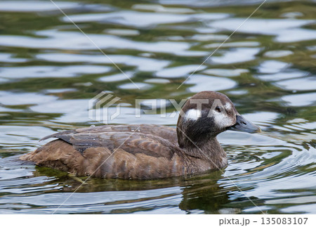 穏やかな川で泳ぐシノリガモの雌 穏やかな川で泳ぐシノリガモの雌 135083107