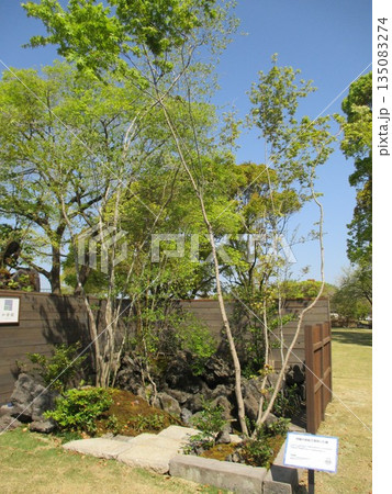 くまもと花とみどりの博覧会で展示されていた「阿蘇の岩肌で芽吹いた樹」という名の造園 135083274