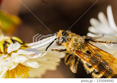 菊の花に飛来して吸蜜するハラナガツチバチ 135084092