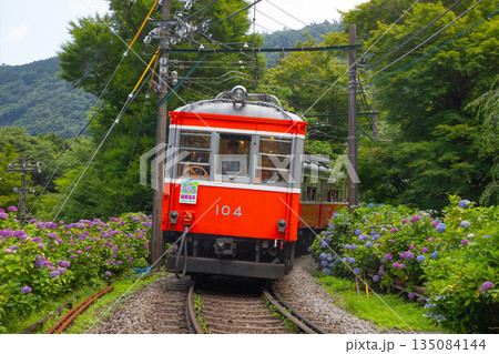 箱根登山電車　あじさい電車 135084144