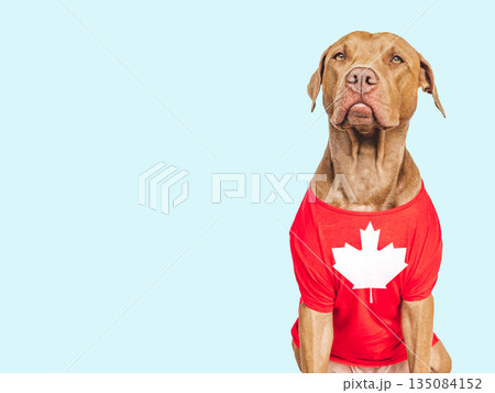 Cute puppy with Canadian Flag. Studio shot Cute puppy with Canadian Flag. Studio shot 135084152