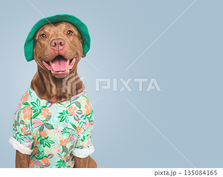 Cute, stylish dog, sun hat and t-shirt. Dog smiling Cute, stylish dog, sun hat and t-shirt. Dog smiling 135084165