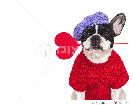 Cute puppy and red heart. Studio shot Cute puppy and red heart. Studio shot 135084170