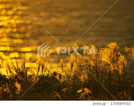伊良湖岬 伊良湖防備衛所跡から黄金に輝くススキと海を望む 伊良湖岬 伊良湖防備衛所跡から黄金に輝くススキと海を望む 135084502