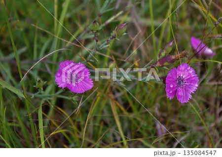 モンゴルの大平原に咲く　マツムシソウ 135084547