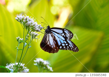 蝶 アサギマダラ 蝶 アサギマダラ 135085340