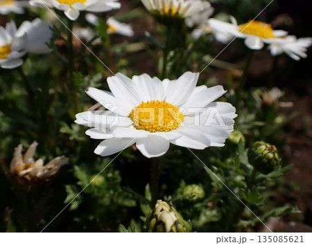 ノースポール ノースポール 135085621