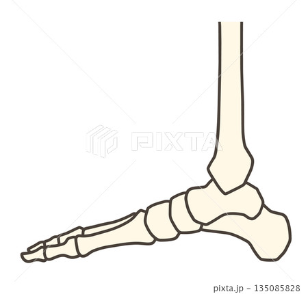 足の骨格、足関節の内側 足の骨格、足関節の内側 135085828