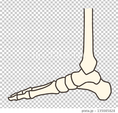 足の骨格、足関節の内側 足の骨格、足関節の内側 135085828