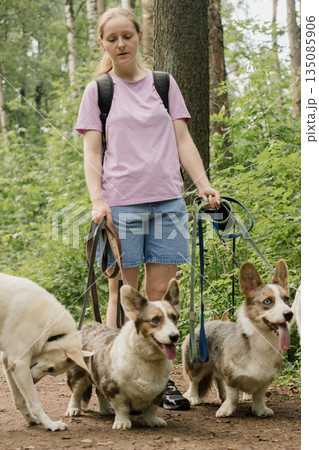 woman walks pack of dogs on leashes in a park. dog sitter, dog handler, trains pets.  135085906