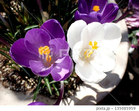 クロッカス 135085959