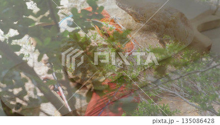 Climbing man in orange shirt and white helmet ascending rock face in forest, with rope, quickdraws 135086428