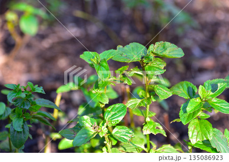 オーデコロン・ミント オーデコロン・ミント 135086923