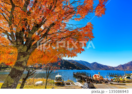 栃木県　日光市　秋の中禅寺湖（湖畔のもみじ） 135086943