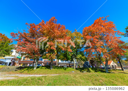 栃木県 日光市 秋の中禅寺湖(湖畔のもみじ) 栃木県 日光市 秋の中禅寺湖(湖畔のもみじ) 135086962