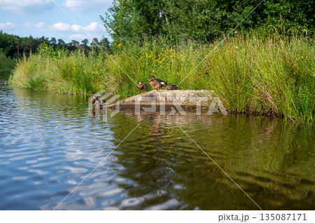 Peaceful scene of ducks gliding across the calm waters of a serene lake. Peaceful scene of ducks gliding across the calm waters of a serene lake. 135087171