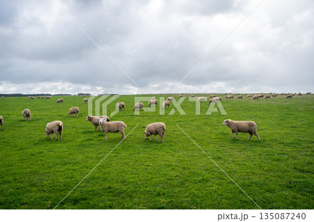 Grazing sheep in a green field near Twelve Apostles, Great Ocean Road, Australia Grazing sheep in a green field near Twelve Apostles, Great Ocean Road, Australia 135087240