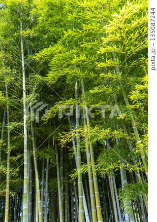 Bamboo forest in Shukkei-en Garden, Hiroshima, Japan 135087244