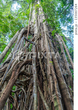 Strangler fig in Tentena rainforest, Sulawesi, Indonesia 135087264