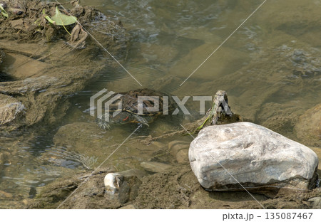 Red-eared slider turtle swimming in a freshwater lake, representing wildlife, nature and aquatic life in a natural outdoor environment Red-eared slider turtle swimming in a freshwater lake, representing wildlife, nature and aquatic life in a natural outdoor environment 135087467