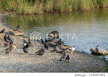 Nutria sitting in shallow water with pigeons near a feeder on Sudzhuk Spit at the Black Sea, showing coastal wildlife, animal interaction and natural seaside environment 135087491