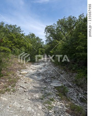 Forest dirt road stretching toward the horizon, with the sea and sky visible in the distance, combining woodland landscape with coastal scenery and open space Forest dirt road stretching toward the horizon, with the sea and sky visible in the distance, combining woodland landscape with coastal scenery and open space 135087498