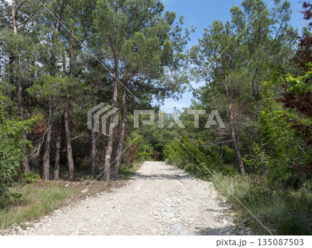 Forest dirt road stretching toward the horizon, with the sea and sky visible in the distance, combining woodland landscape with coastal scenery and open space Forest dirt road stretching toward the horizon, with the sea and sky visible in the distance, combining woodland landscape with coastal scenery and open space 135087503