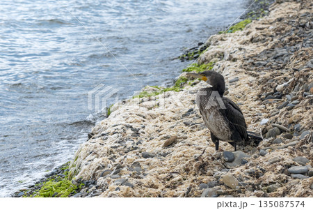 Large cormorant sitting on the shore of the Black Sea, spreading and drying its wings, showcasing coastal wildlife and natural seaside environment Large cormorant sitting on the shore of the Black Sea, spreading and drying its wings, showcasing coastal wildlife and natural seaside environment 135087574