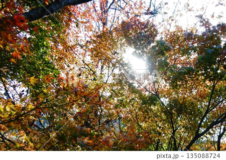 紅葉の逆光 紅葉の逆光 135088724