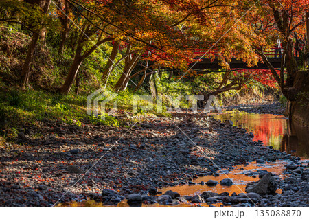 森町の遠江国一宮小國神社の紅葉の風景(静岡県) 森町の遠江国一宮小國神社の紅葉の風景(静岡県) 135088870