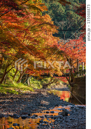 森町の遠江国一宮小國神社の紅葉の風景(静岡県) 森町の遠江国一宮小國神社の紅葉の風景(静岡県) 135088873