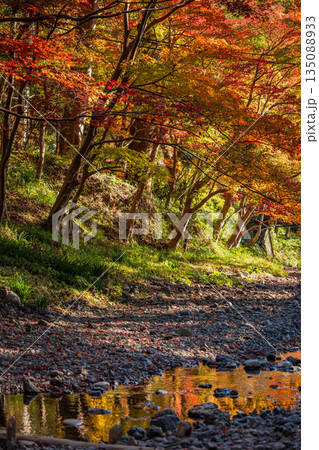 森町の遠江国一宮小國神社の紅葉の風景(静岡県) 135088933