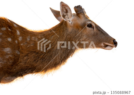deer isolated on white background, deer isolated on white background, 135088967