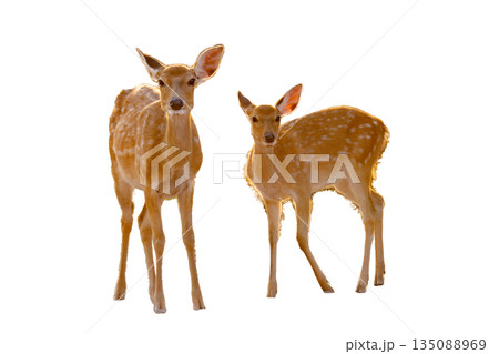 isolated shot of a group of cute deer on white background isolated shot of a group of cute deer on white background 135088969