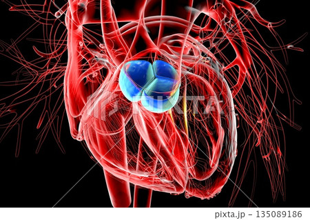 Pulmonary valve, 3D illustration 135089186
