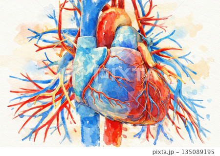 Human heart anatomy, 3D illustration 135089195